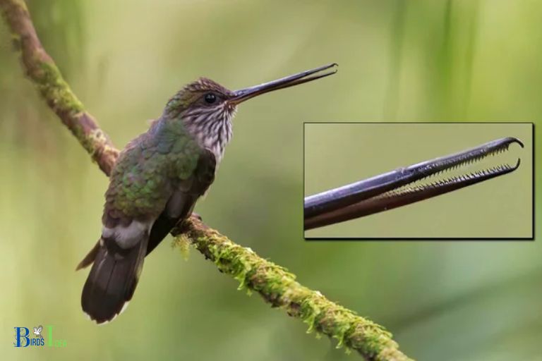 Specifics on Hummingbirds and Teeth