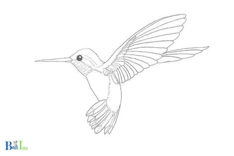 Hummingbird on Branch Sketch  Diane Antone Studio