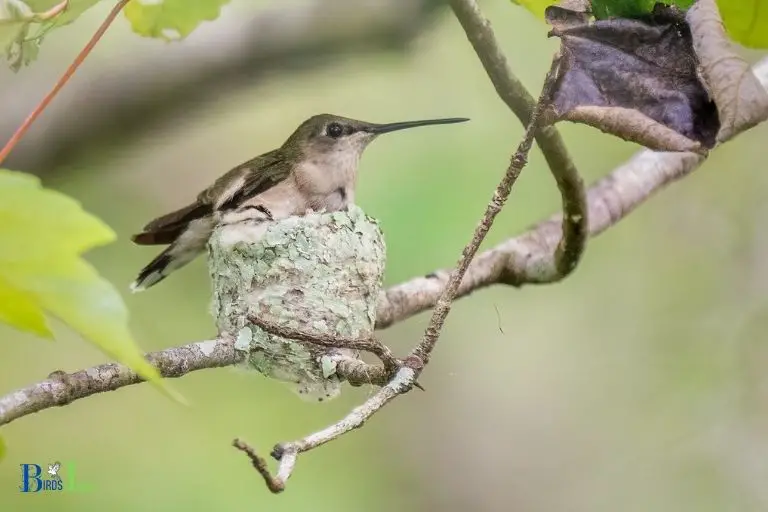 Summary of the Benefits of Hummingbirds Laying Eggs in California