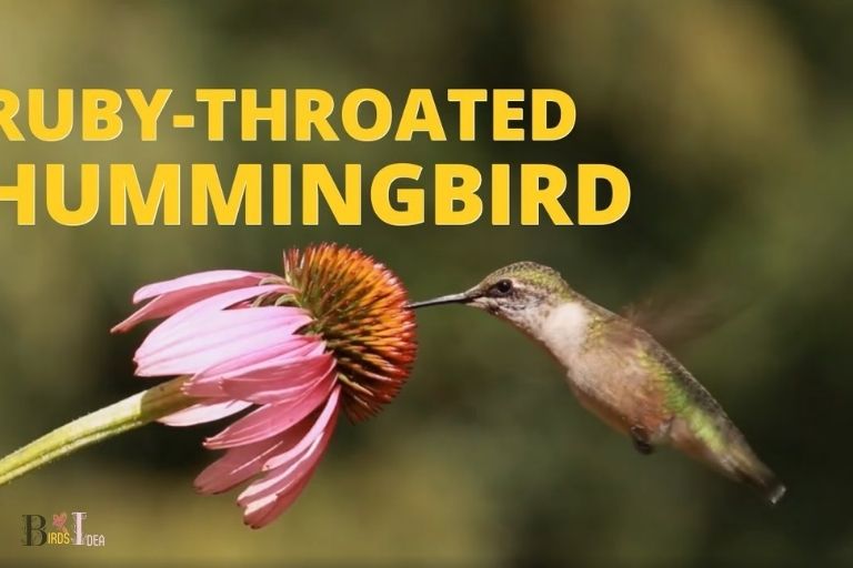 Tennessees Role in Hummingbird Migration
