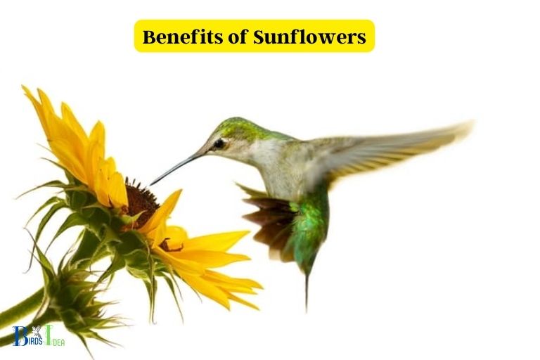 The Benefits of Sunflowers for Hummingbirds