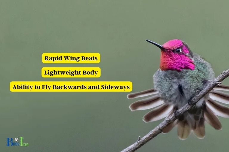 The Best Word to Describe a Hummingbird Agile