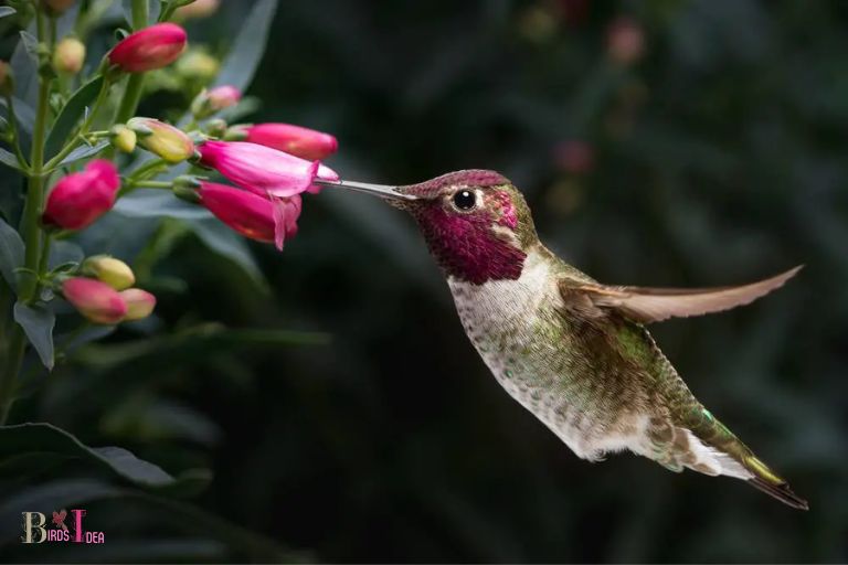 The Purpose of Hummingbird Beaks
