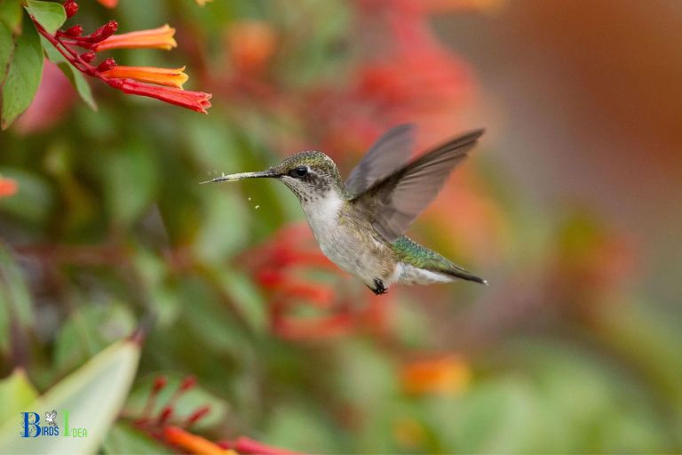 The Role of Hummingbirds in Pollination in the Desert Southwest