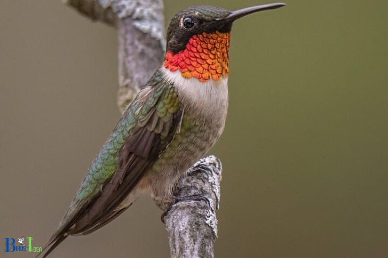 The Ruby Throated Hummingbird The Most Common Species on Long Island