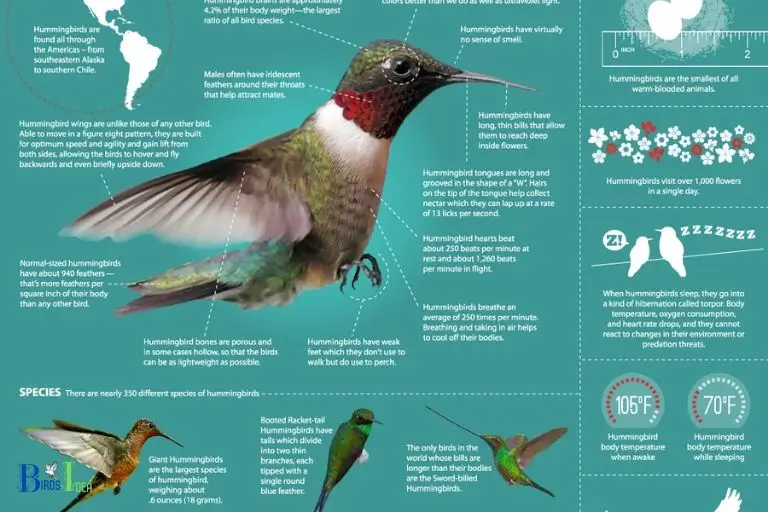 The Science Behind Hummingbird Migration