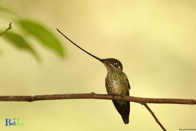The Shapes and Sizes of Hummingbird Beaks