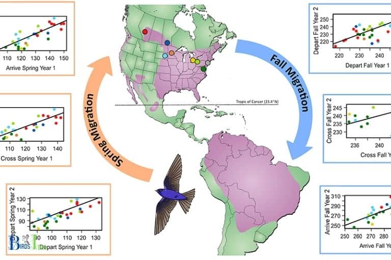 Timing of Migration From Maine