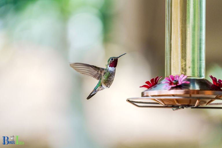 Tips for Attracting Hummingbirds to Feeders