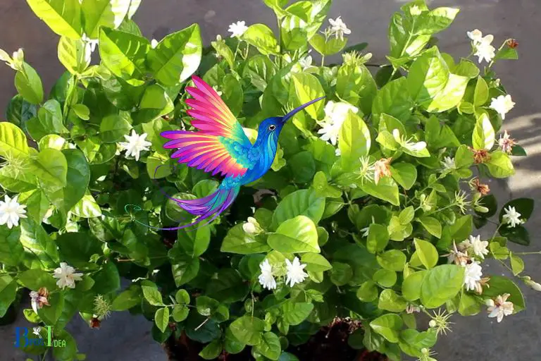 Tips for Planting Jasmine for Attracting Hummingbirds