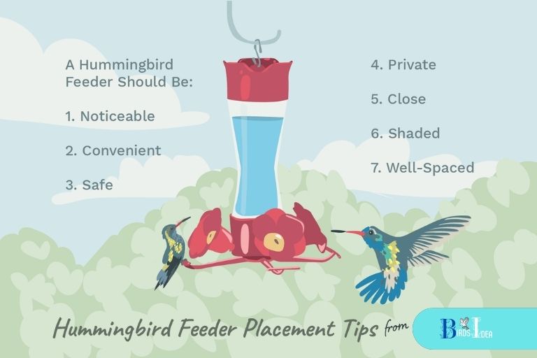 Tips for Proper Placement of Hummingbird Feeders in Michigan