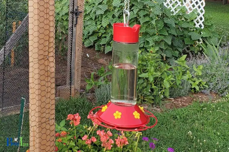 Tips for Setting Up Hummingbird Feeders