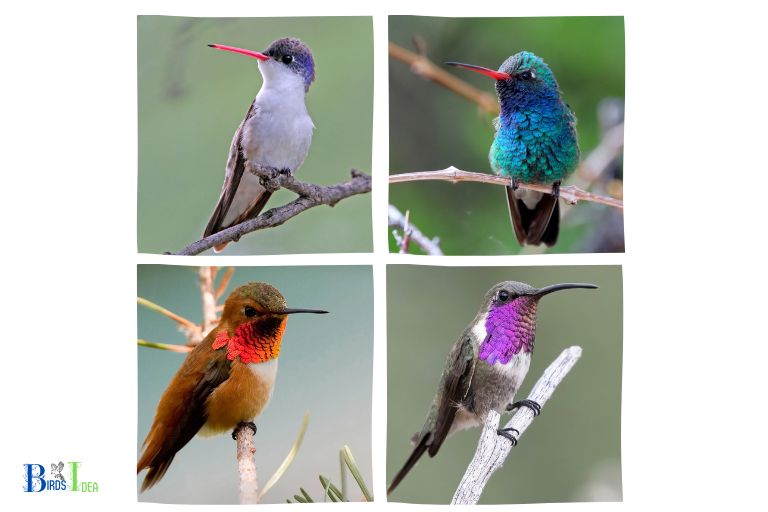 Types of Hummingbirds in Arizona