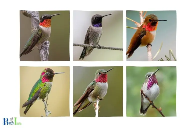 Types of Hummingbirds