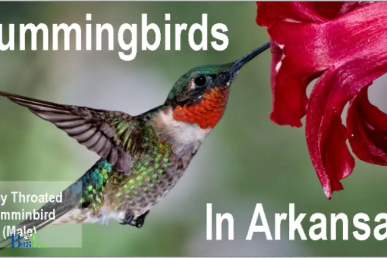 Understanding Hummingbird Migration from Arkansas