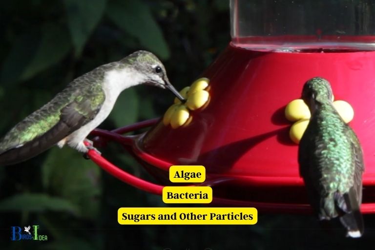 Understanding the Causes of Cloudy Water in Hummingbird Feeders