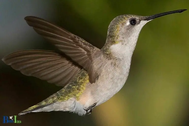 Unique Flying Ability of Hummingbirds