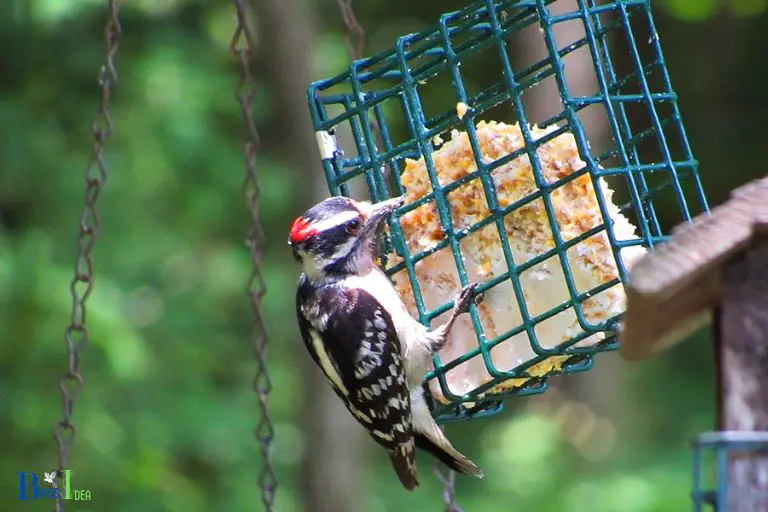Utilizing Taste Deterrents and Decoys to Repel Woodpeckers