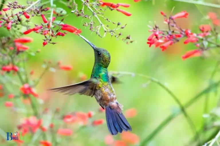 V. Hummingbirds in Gardens Parks and Nature Reserves