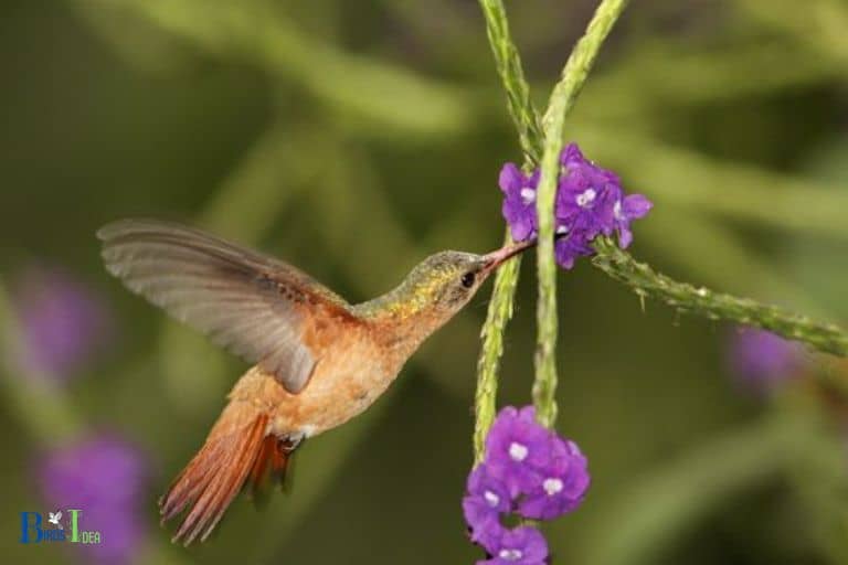 Verbena