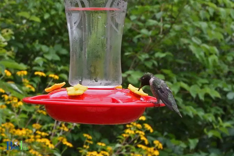 Ways to Attract Hummingbirds to Your Hand