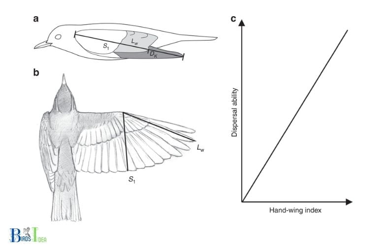 What Ability is Gained Through Wing Shape Change