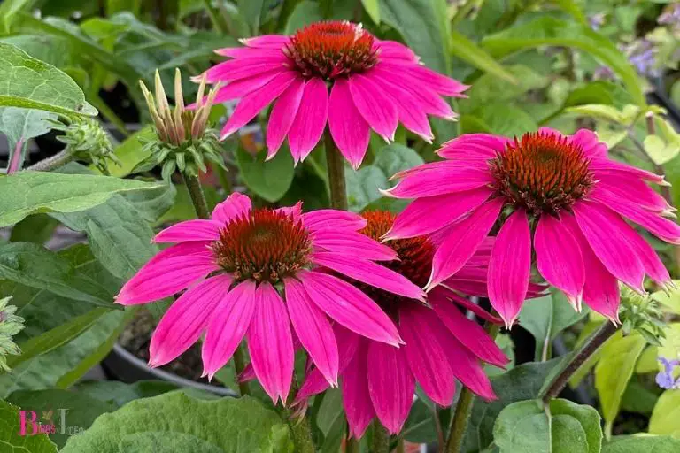 What Are Coneflowers