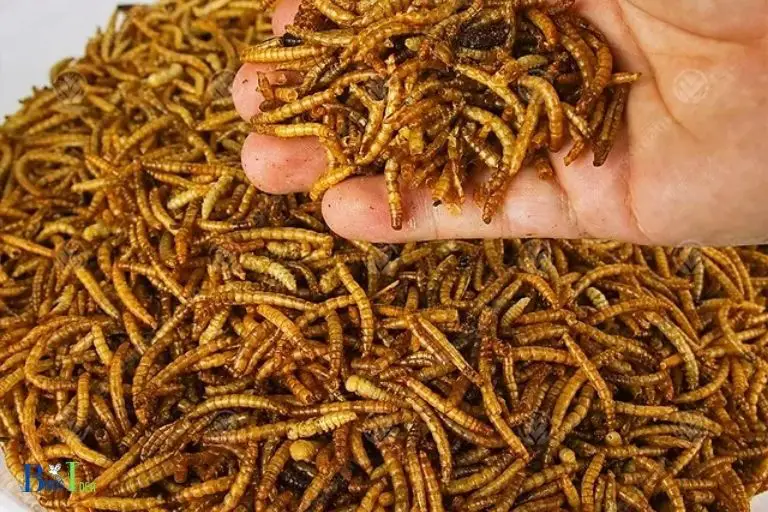 What Are Mealworms