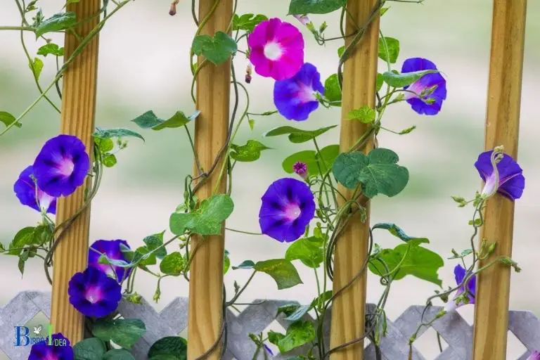 What Are Morning Glories