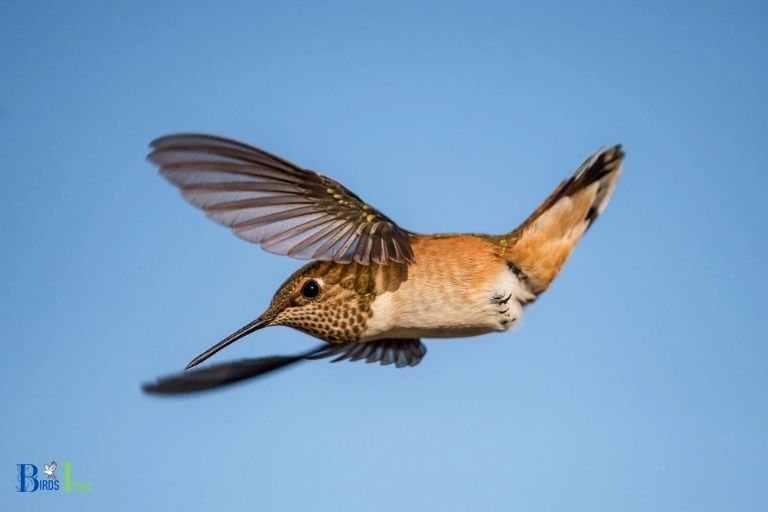 What Are Some Amazing Facts About Hummingbirds Flight