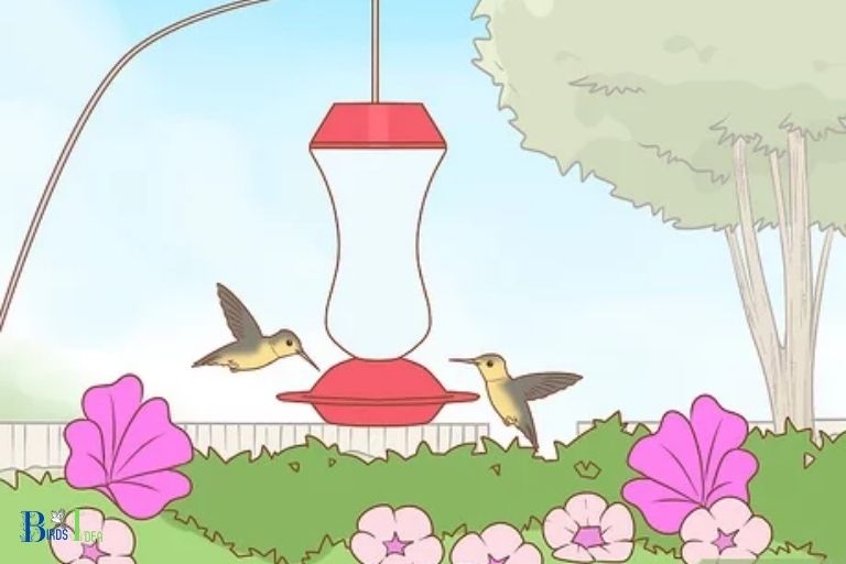 What Are The Benefits Of Frequently Changing Hummingbird Food
