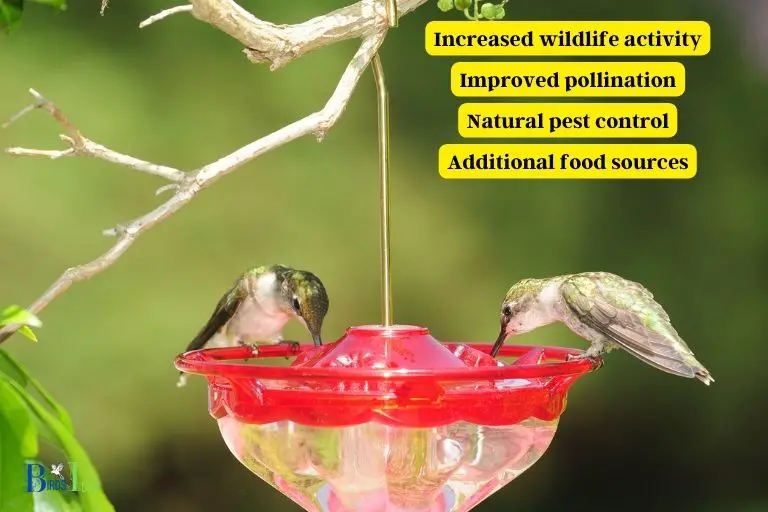 What Are The Benefits of Having a Hummingbird Feeder
