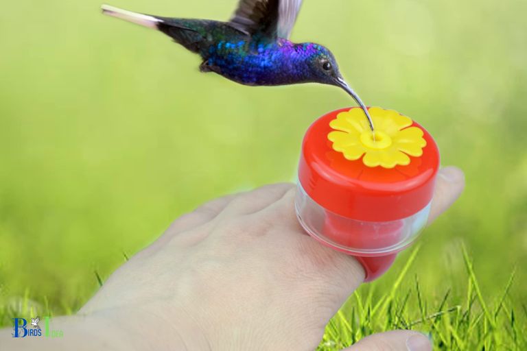 What Are The Benefits of Moving Gradually Closer to A Hummingbird