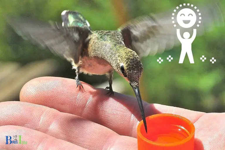 What Are The Benefits of Taming A Hummingbird