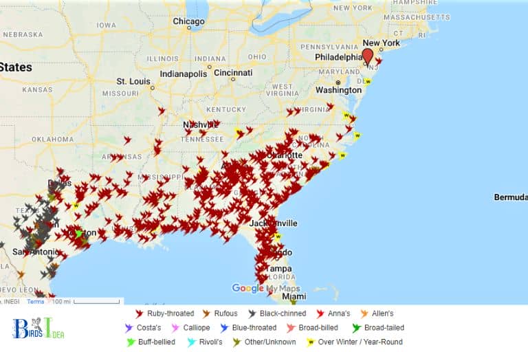 What Are The Migration Patterns of Hummingbirds