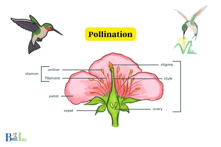 What Are the Benefits of Attracting More Hummingbirds Into Your Garden