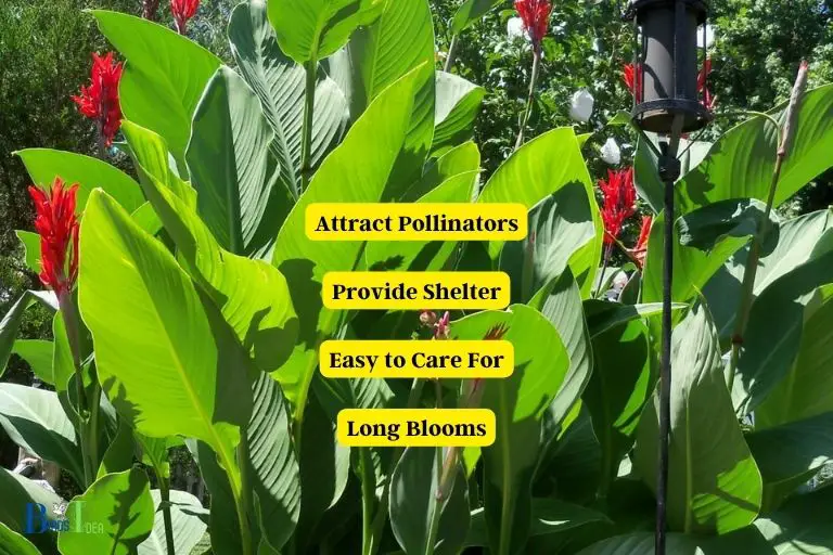 What Are the Benefits of Canna Lilies For Hummingbirds
