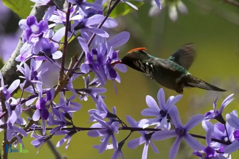 What Are the Benefits of Clematis For Hummingbirds