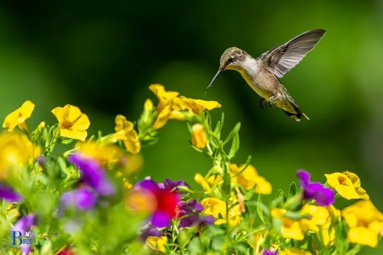 What Are the Benefits of Hummingbird Migration