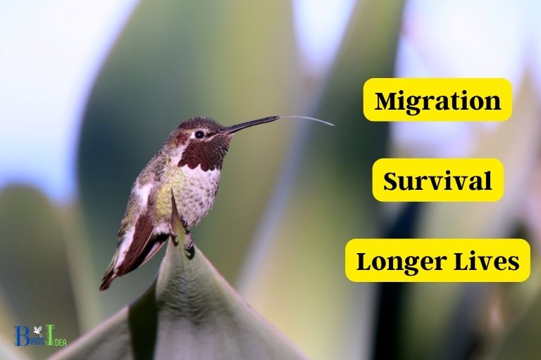 What Are the Benefits of Hummingbirds Going Without Food for Up to Days