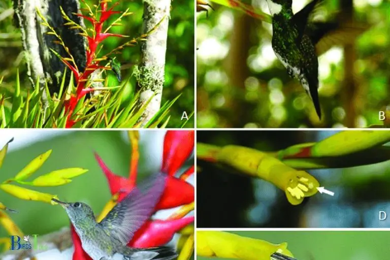 What Are the Benefits of Hummingbirds Migration