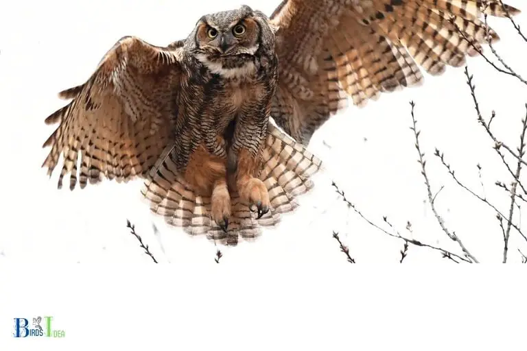 What Are the Benefits of Recognizing the Risk of Being Attacked by Owls