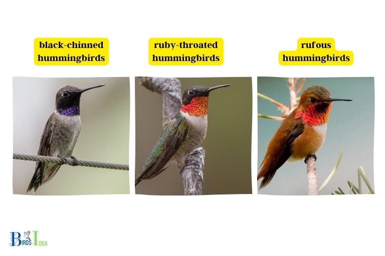 What Are the Different Species of Hummingbirds Found in Kentucky