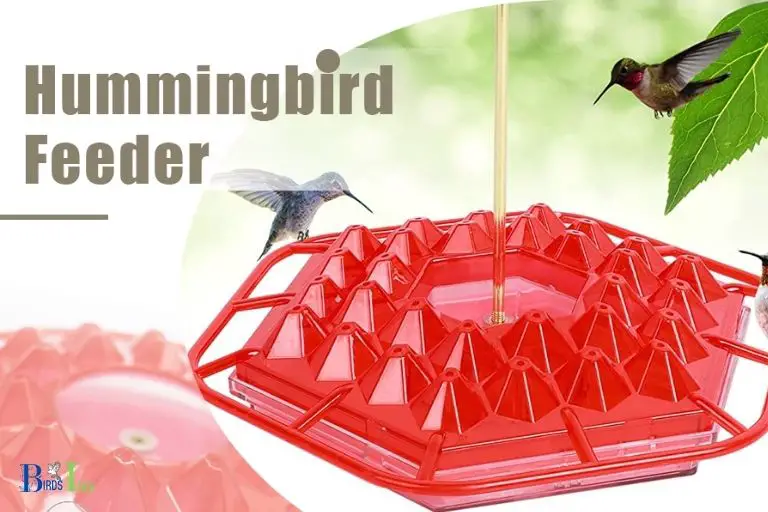 What Are the Effects of Hummingbird Feeders on the Natural Environment