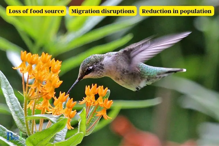 What Are the Implications of Not Having Milkweed For Hummingbirds