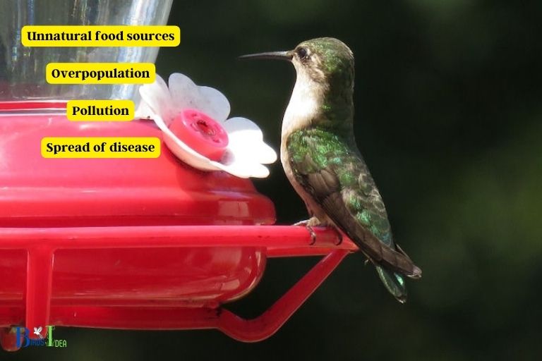 What Are the Negative Effects of Hummingbird Feeders on the Natural Environment