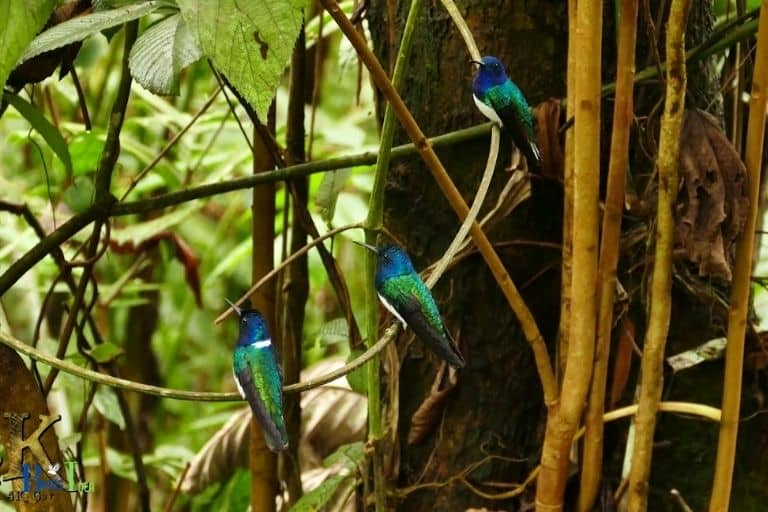 What Behaviors Do Hummingbirds Use To Avoid Owls