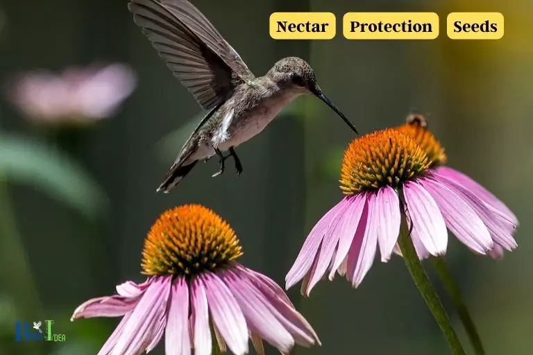 What Benefits Do Coneflowers Provide Hummingbirds