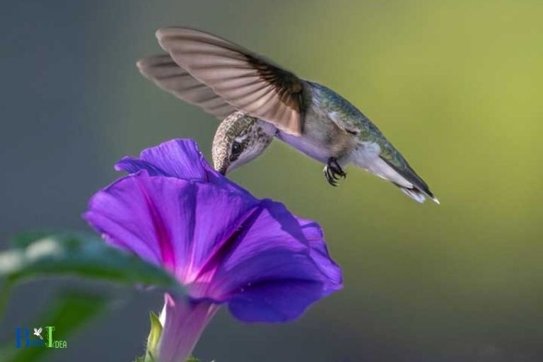 What Benefits Do Morning Glories Provide Hummingbirds