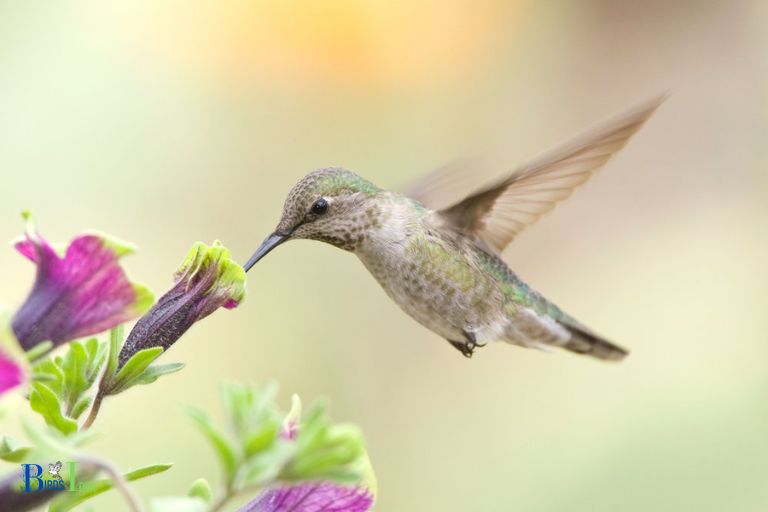 What Causes Hummingbirds To Hover